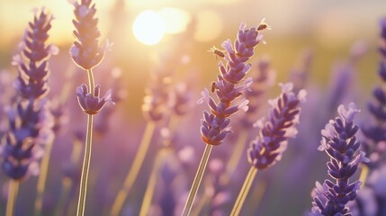 Obraz premium Bees Pollinating Lavender Flowers in Soft Sunset Light