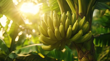 Close-up shot of a bunch of bananas. Perfect for illustrating articles on tropical fruit, healthy eating, or agriculture.