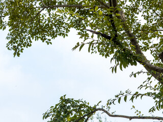 Serenity in Nature: A Peaceful View of Green Leaves Against a Blue Sky