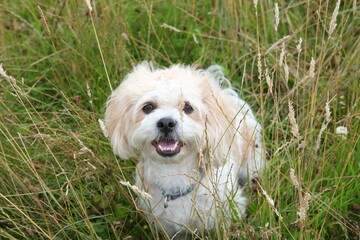 Small white dog in the field