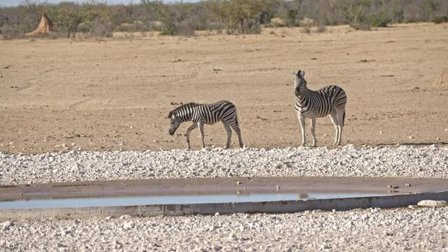 Burchell's zebra foal and mother in Etosha National Park