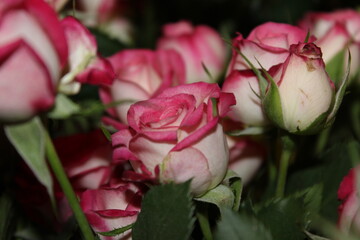 Close-up of roses, white and pink flowers