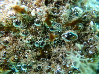 Сlump of Cyanobacteria, formerly called Blue-green algae (Cyanophyta) extreme close-up undersea, Aegean Sea, Greece, Halkidiki, Pirgos beach
