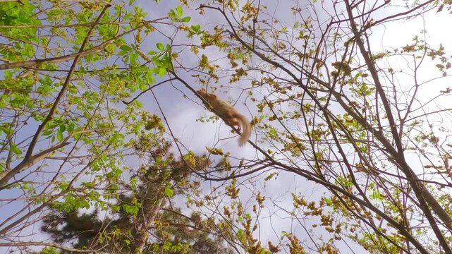 Red squirrel jumping on thin branches of blossom cherry and eating white flowers in spring garden, Bottom view