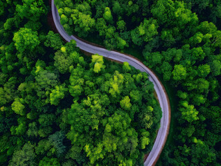 Aerial view of asphalt road through green forest with pine trees, top-down view. Forest Road view from above.