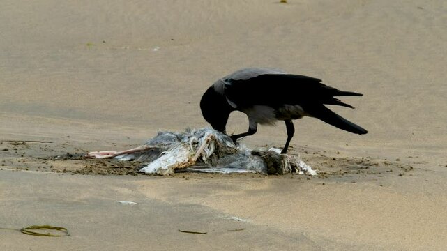 Crow eating a seagull on a sandy beach in Ireland