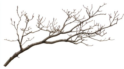 Obraz premium silhouette of a deadwood isolated on white. leafless branches