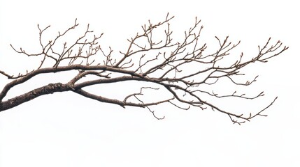 Obraz premium silhouette of a deadwood isolated on white. leafless branches