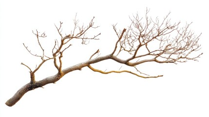 Obraz premium tree branches isolated on white