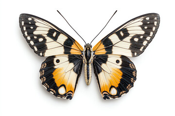 Fototapeta premium A captivating butterfly adorned with intricate tribal patterns a fusion of nature and artistry