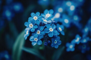 Forget Me Not Blooming Beautiful Blue Blossom Bunch Closeup