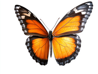 Fototapeta premium Monarch butterfly clipart a vibrant element of biodiversity in nature illustrations