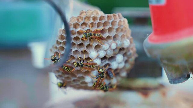 Hexagon wasps nest with holes being filled with white larvae for reproduction, aggressive wild predators protecting their home nest, group of striped yellow and black wasps in wildlife ecosystem