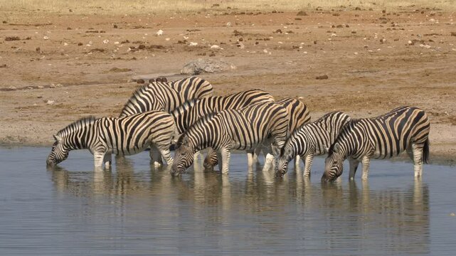 Burchell's zebra drinking from a waterhole, Etosha National Park