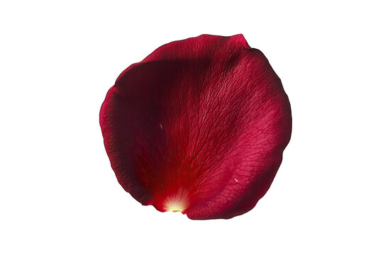 red rose petals isolated
