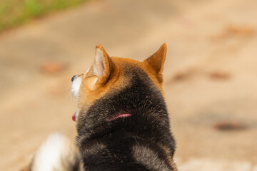 Fluffy on the outside, fearless on the inside