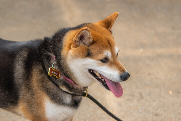 Shiba eyes have a way of looking straight into your soul