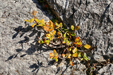 Autumn colorful leaves abstract nature texture