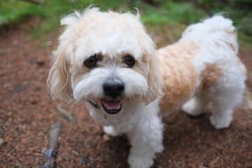 dog in the forest