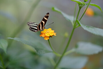 butterfly on yellow  flower