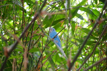 blue parrot on a branch