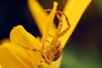 Yellow crab spider on a yellow flower