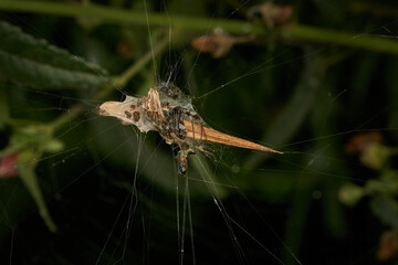 spider nest with dry leaves
