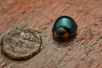 dark blue beetle on a brown wood
