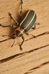 black and yellow weevil with orange head