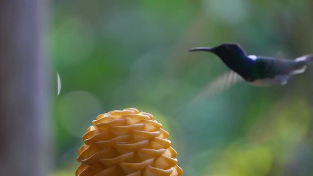Hummingbird hovering descends to a beehive ginger flower in Mindo, Ecuador, wings rapidly flapping