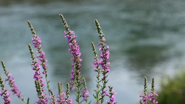Lythrum salicaria (purple loosestrife) flower