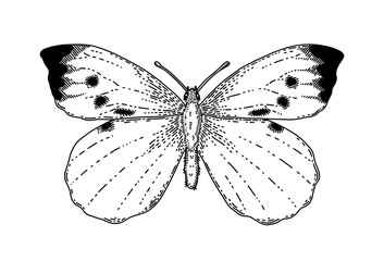 Butterfly sketch style. Hand drawn black decorative element, insect black silhouette. Monochrome monarch exotic moth. Elegant tattoo design. Summer bug. Scrapbook decor. Vector isolated illustration