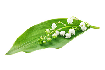 Isolated Lily of the Valley Leaf on White Background for Floral Designs and Awareness Campaigns