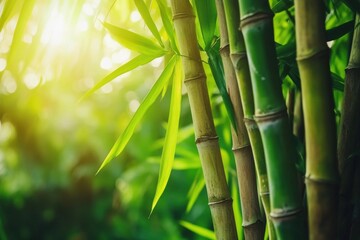 Obraz premium Sugarcane in Lush Garden. Bamboo Plant in Nature with Green Leaves