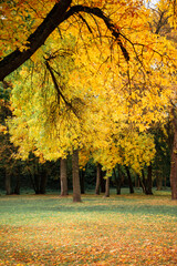 Golden autumn, landscape in the autumn park, Brest Fortress