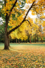 Golden autumn, landscape in the autumn park, Brest Fortress