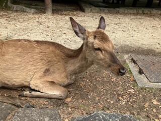シカ　deer