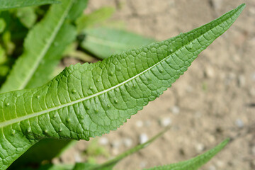 Common teasel leaf