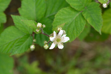 European red raspberry flowers