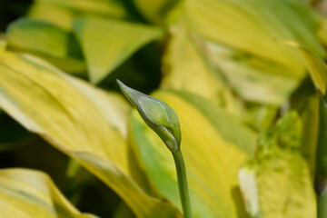 Plantain lily Captains Adventure flower bud