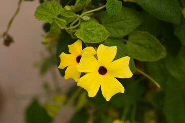 Black-eyed Susan vine flowers