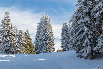 Winter snowy forest landscape. Snow covered tall spruce trees in mountain woodland on cold sunny day. Christmas vacation outdoor. Winter scenery of Ski resort Pamporovo, Rhodope Mountains, Bulgaria