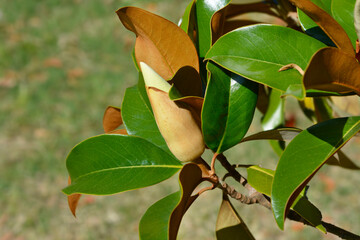 Southern magnolia flower bud and leaves