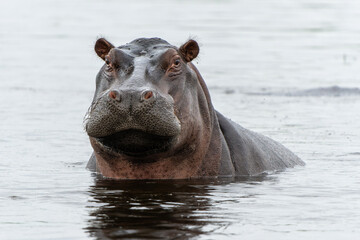 Hippopotamus in the Okavanga Delta in Botswana. An aggressive hippo bull shows dominant behaviour