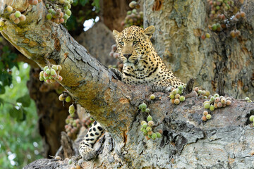 Leopard (Panthera pardus) male resting and looking around in a tree with a lot of figs in the Okavango Delta in Botswana 