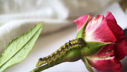 A hairy green caterpillar crawls on a rose flower, macro, animal world, insects, close-up