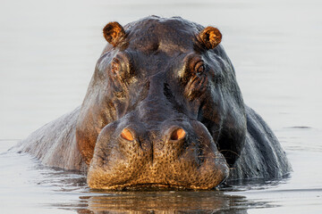 Fototapeta premium Hippopotamus in the Okavanga Delta in Botswana. An aggressive hippo bull shows dominant behaviour