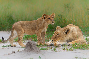 Lion (Panthera leo) cub waking up after a rest. The lion cub is awkae and wants attention from te adults in the Okavango Delta in Botswana