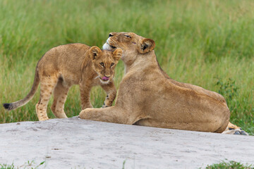Lion (Panthera leo) cub waking up after a rest. The lion cub is awkae and wants attention from te adults in the Okavango Delta in Botswana