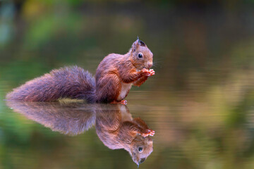 Eurasian red squirrel (Sciurus vulgaris) searching for food in the autumn in the forest in the South of the Netherlands. 